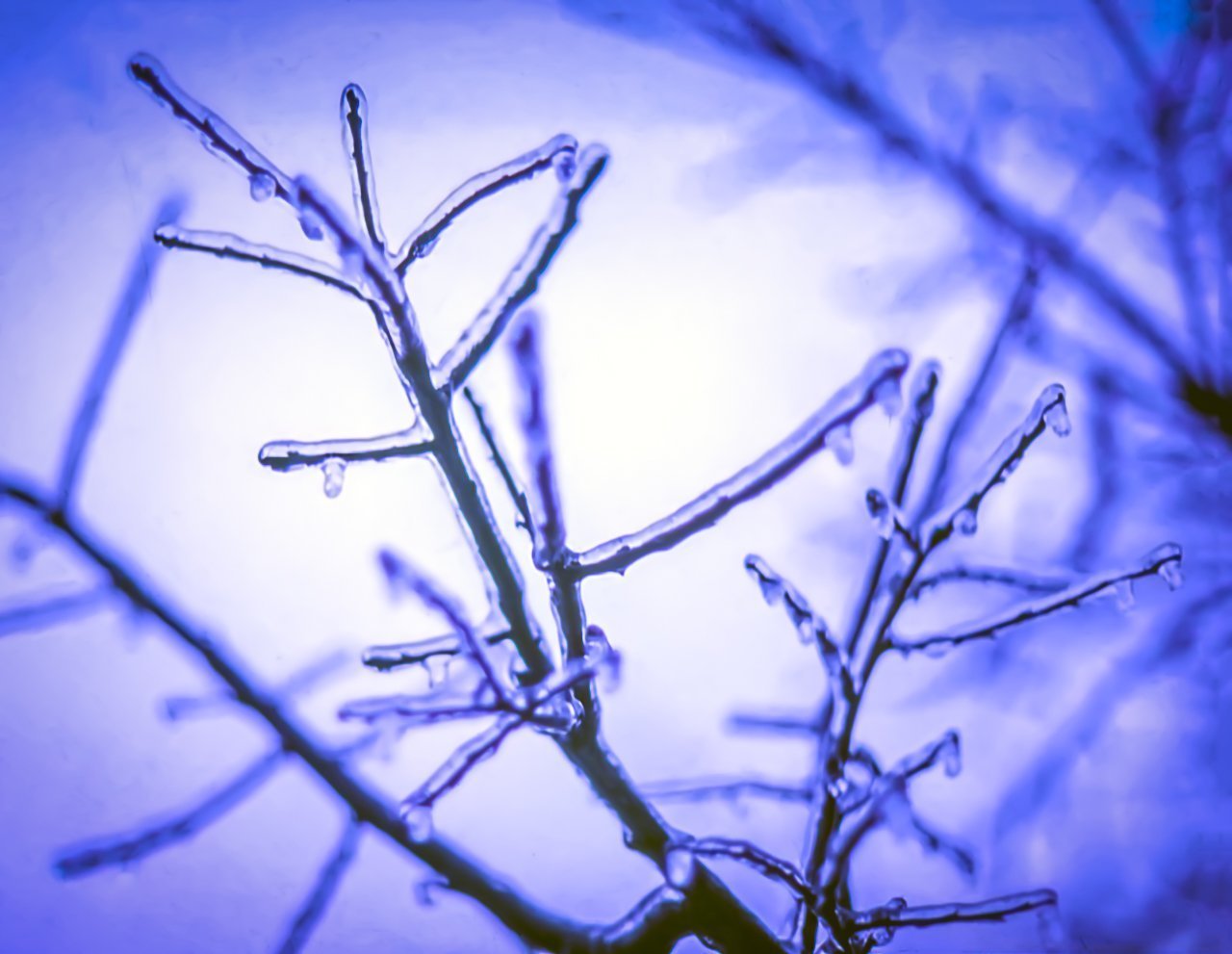 Digital Download Icy Limbs LIC JaiGieEse PhotoArt