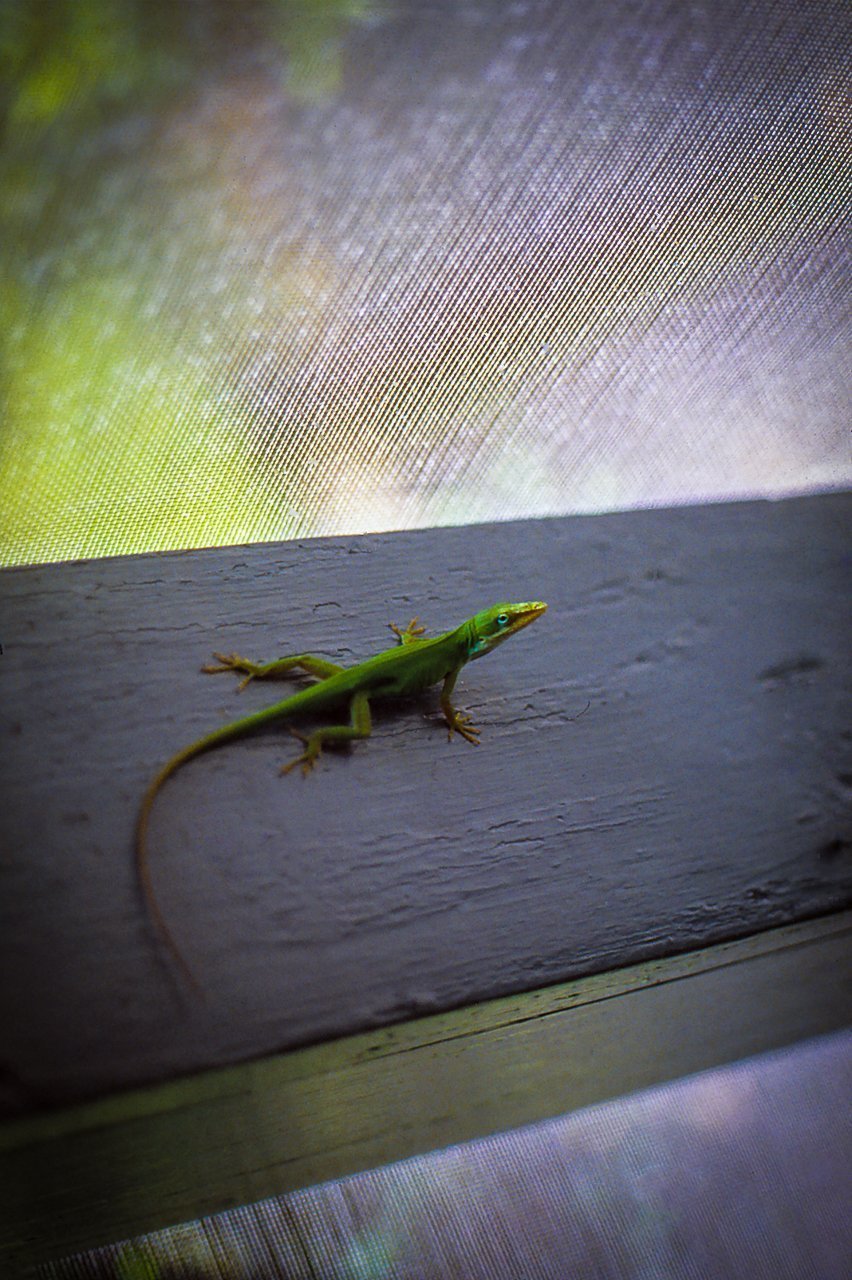 Digital Download Lizard on a Rail LIC JaiGieEse PhotoArt