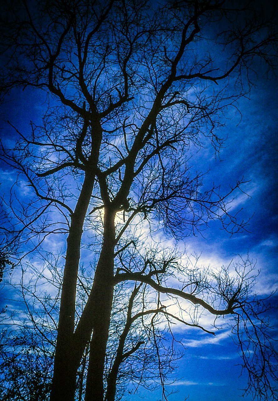 Digital Download Tree Silhouette1 LIC JaiGieEse PhotoArt