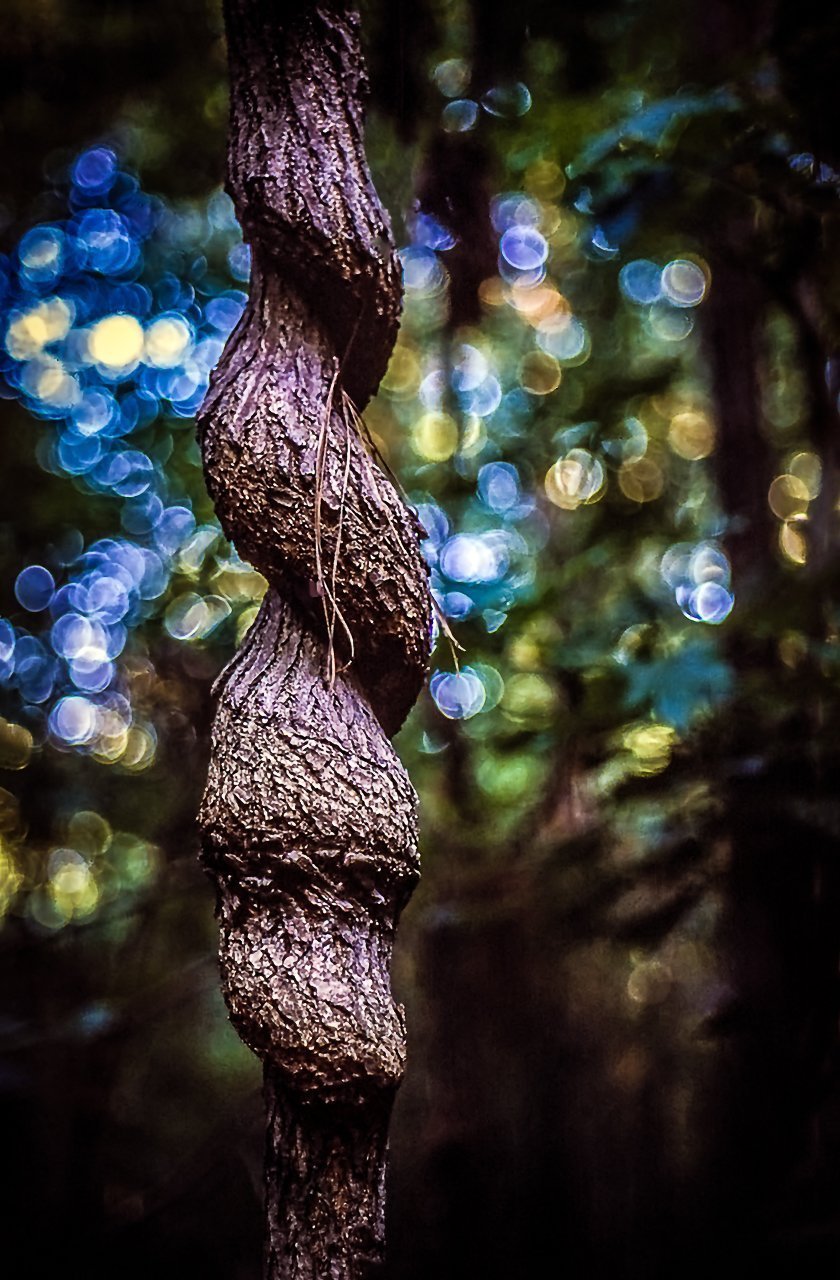 Digital Download Twisted Tree LIC JaiGieEse PhotoArt