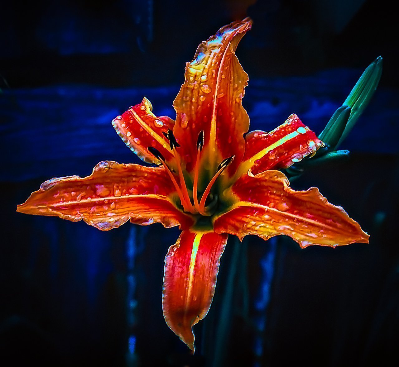 Digital Download Wet Day Lily LIC JaiGieEse PhotoArt